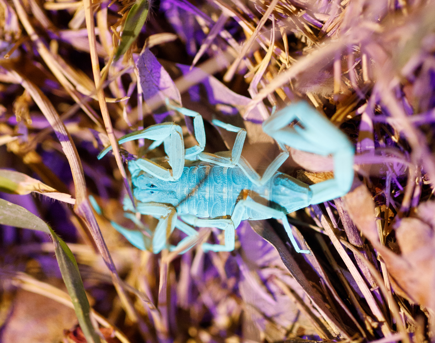Arizona bark scorpion (<i>Centruroides sculpturatus</i>) under full spectrum light.
